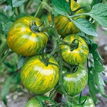 Yellow Green Tomato Vegetable Seeds for Planting
