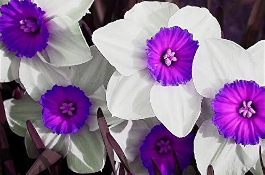 Violet White Daffodils Flower Seeds for Planting – Non-GMO, Heirloom Quality