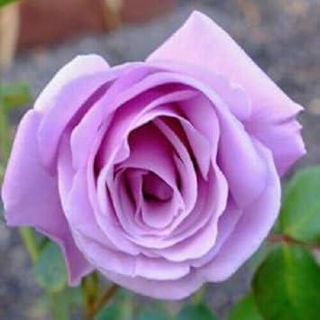 rose flower flower seeds