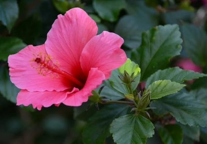 Pink Hibiscus Flower Seeds for Planting – Heirloom, Non-GMO, High Germination Organic Garden Seeds for Vibrant Blooms