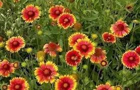 blanket flower flower seeds