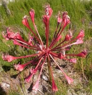 Flower Seeds, Seeds for Planting, Plant Seeds