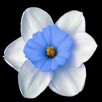 blue white flower seeds