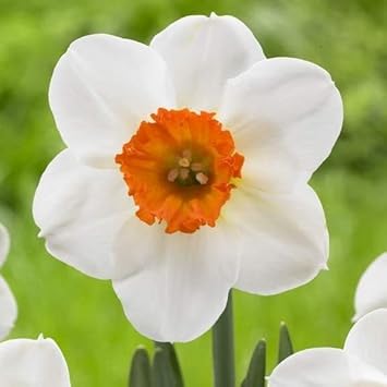 orange white flower seeds