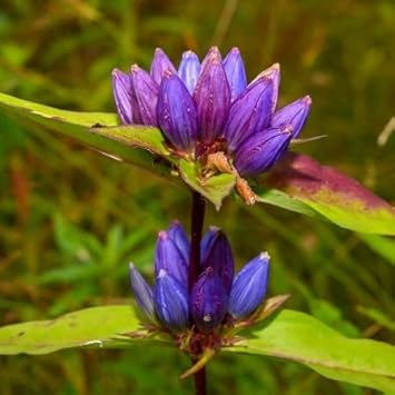 Flower Seeds, Seeds for Planting, Plant Seeds