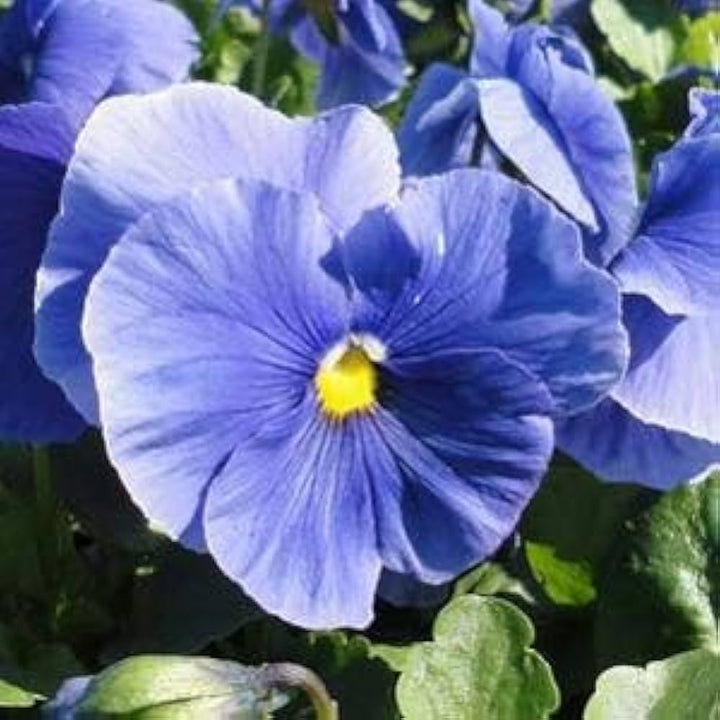 Fresh Pansy Flower Seeds for Planting, Blue 100 pcs