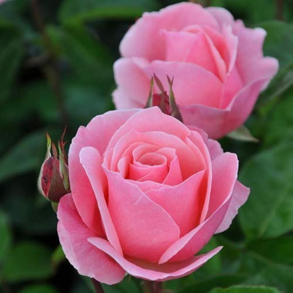 queen elizabeth flower seeds