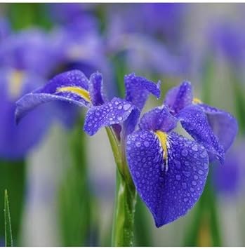 Blue Mini Violet Rare Viola Odorata Flower Seeds for Planting