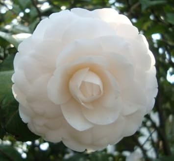 Flower Seeds, Seeds for Planting, Plant Seeds
