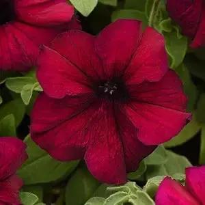 red petunia flower seeds