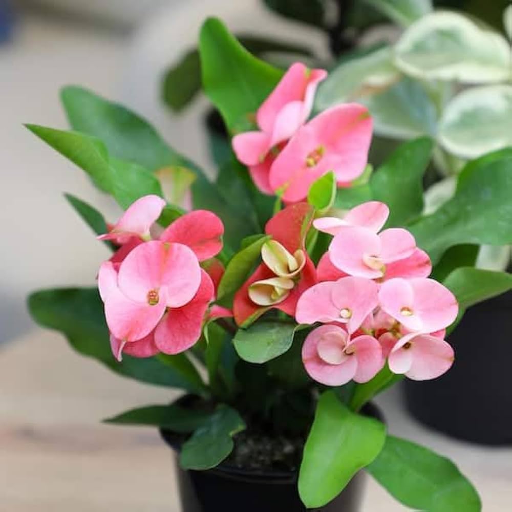 Light Pink Euphorbia Milii Flower Seeds for Planting - 100 pcs