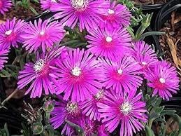 heirloom non flower seeds