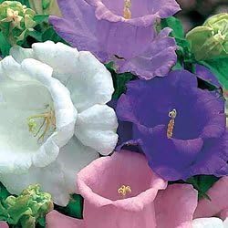 heirloom campanula flower seeds