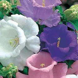 red rubinrot flower seeds