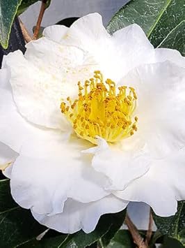yellow white flower seeds