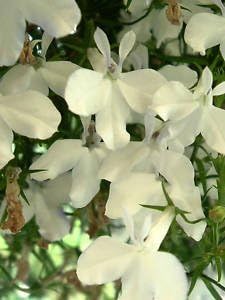 white white flower seeds