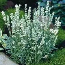 white lavender flower seeds