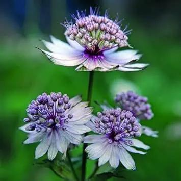blue masterwort flower seeds