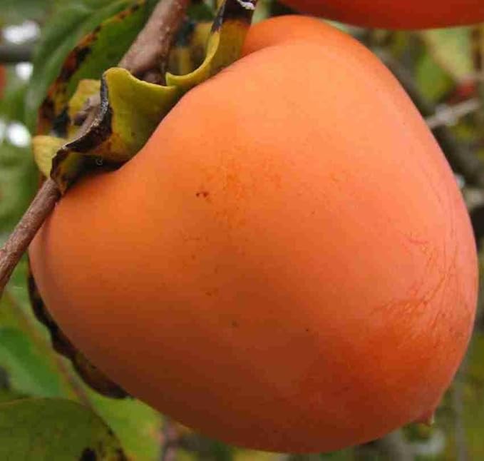 Fuyu Persimmon Seeds – Non-GMO Heirloom Fruit Seeds for Garden Planting