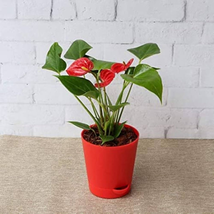 Heirloom Anthurium Flower Seeds for Planting – Exotic Tropical Houseplant Seeds