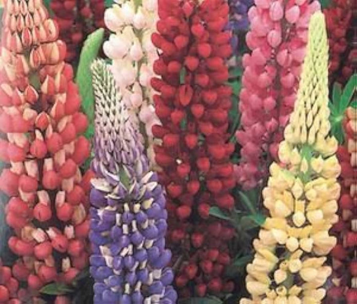 Rainbow Lupine Vibrant Multi Colored Lupine Blooms Flower Seeds Home Garden Planting,