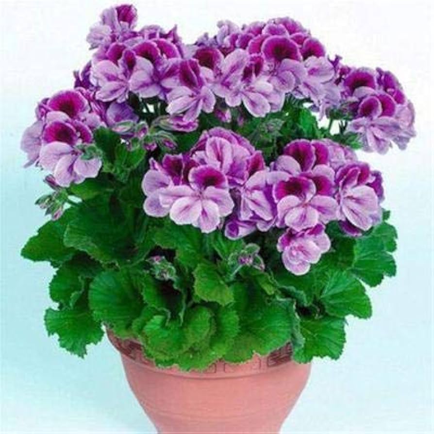 Geranium Lysviolet Røde Blomsterfrø til Plantning 100 stk