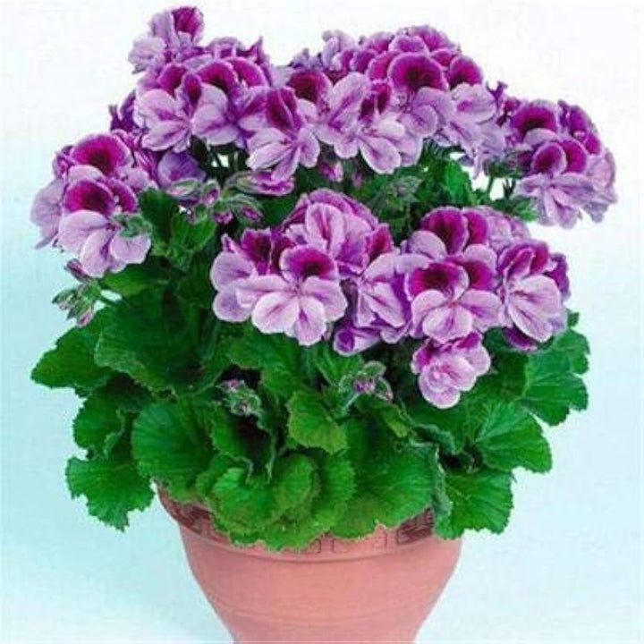 Geranium Light Violet Red Flower Seeds for Planting 100 pcs