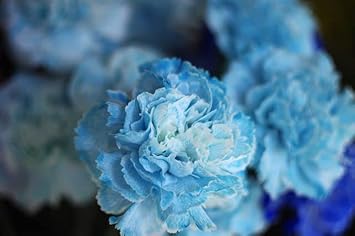 blue sky flower seeds