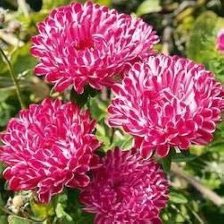 Aster Flower Seeds for Planting Dark Maroon 100 pcs