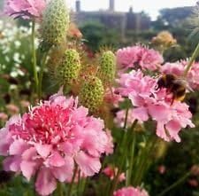 Flower Seeds, Seeds for Planting, Plant Seeds