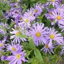 dutch chrysanthemum flower seeds
