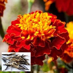 Flower Seeds, Seeds for Planting, Plant Seeds