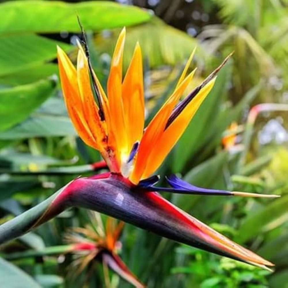 strelitzia bird flower seeds