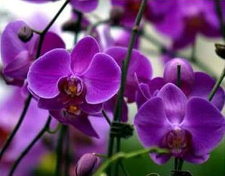 Purple Butterfly Orchid Seeds for Planting - 100 pcs