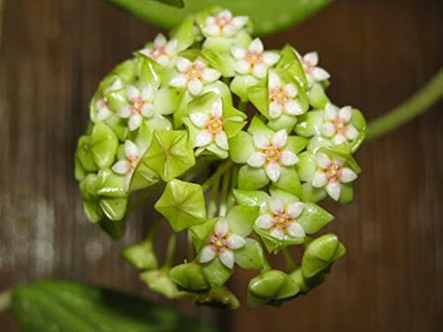 Green White Hoya Flower Seeds Light Green for Planting, 100 pcs