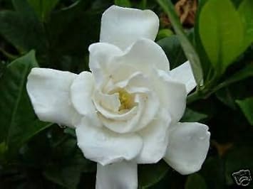 white jasmine flower seeds