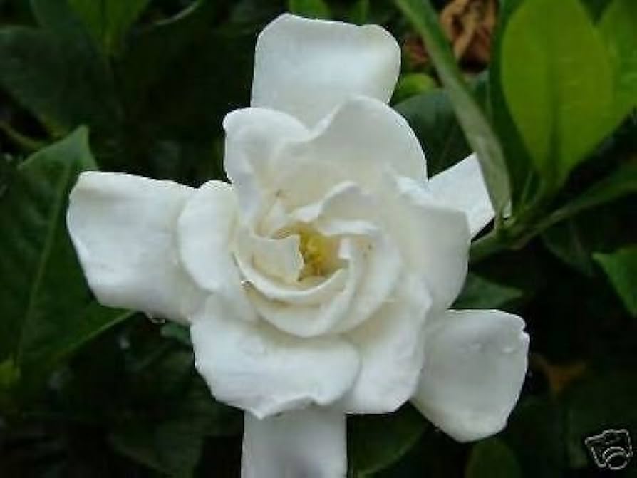 White Jasminoides Flower Seeds for Planting, Fresh, 100 pcs