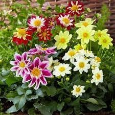 dahlia flower flower seeds