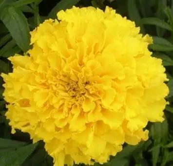 yellow caryophyllus flower seeds