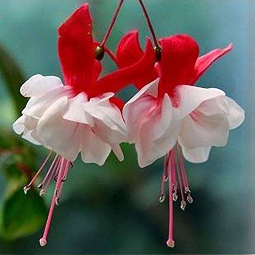 double petal flower seeds