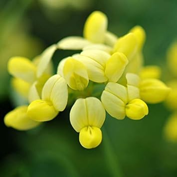 yellow coronilla flower seeds