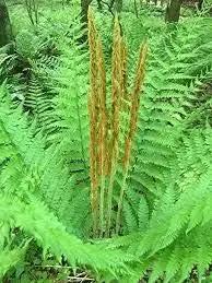 cinnamon fern flower seeds