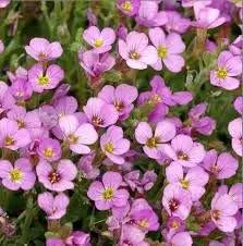 pink soft flower seeds