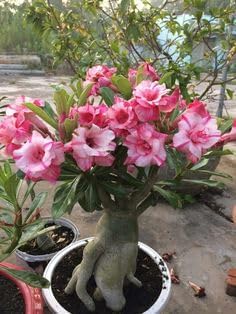 Flower Seeds, Seeds for Planting, Plant Seeds