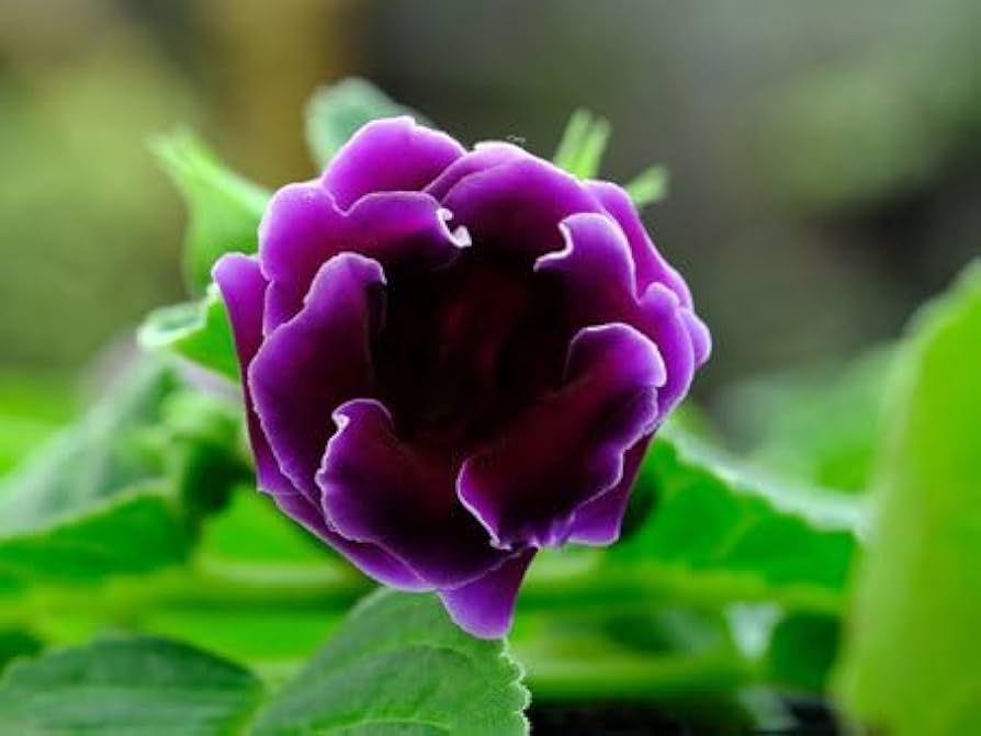 Friske brasilianske Gloxinia blomsterfrø til udplantning, hvid viol 100 stk