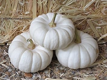 White Pumpkin Seeds for Planting