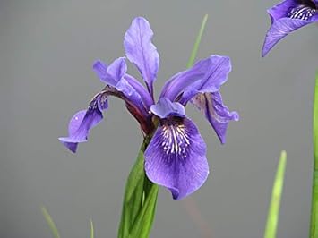 violet bulleyana flower seeds