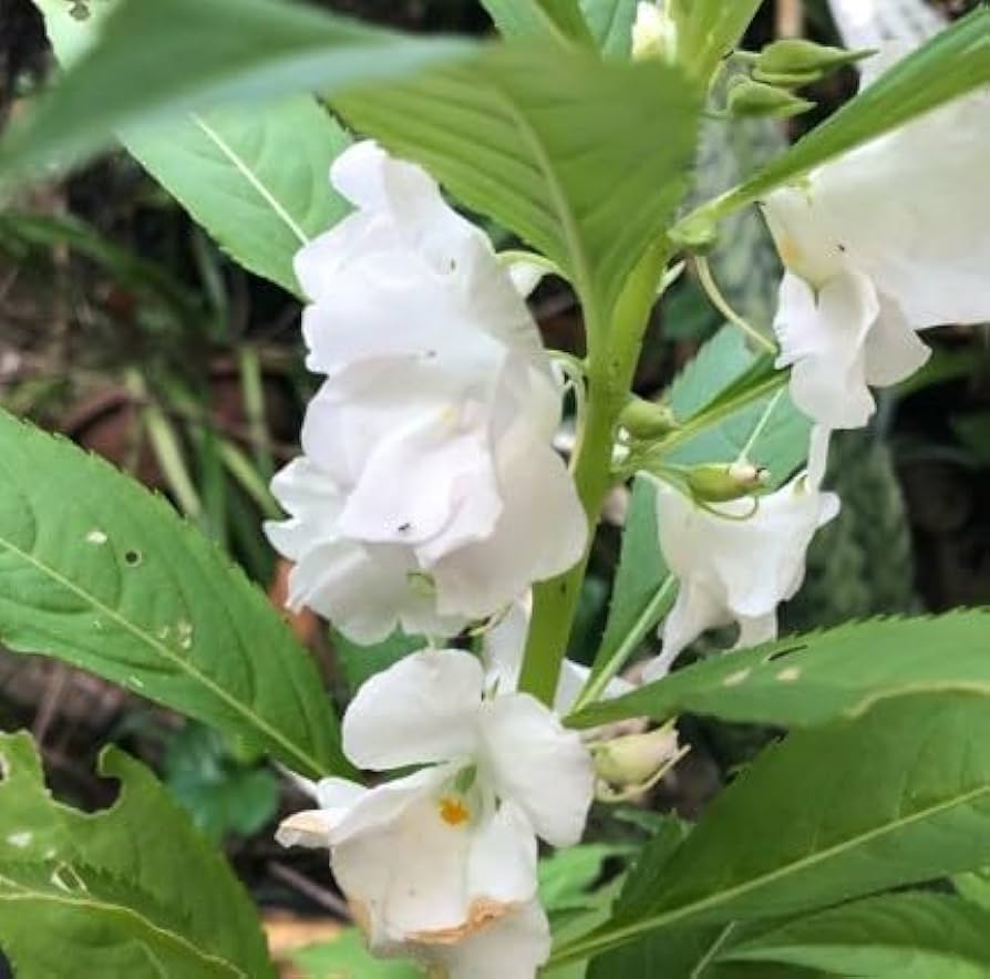 White Balsam Camellia Flower Seeds - 100 pcs