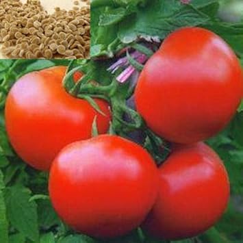 Fresh Red Tomato Seeds for Planting