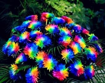 Flower Seeds, Seeds for Planting, Plant Seeds